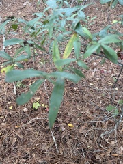 Quercus phellos