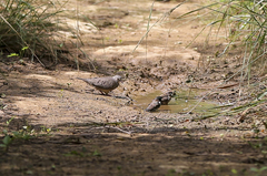 Spermestes cucullata