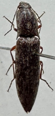 Paracrepidomenus filiformis