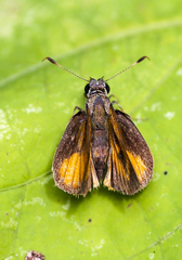 Choranthus vitellius