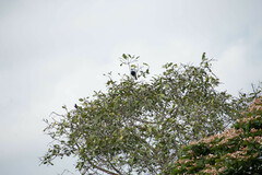Gymnoderus foetidus