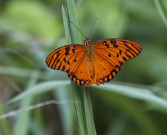 Dione vanillae insularis