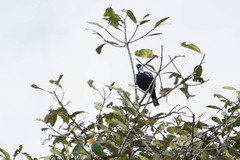 Gymnoderus foetidus