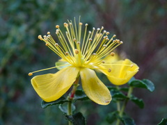 Hypericum balearicum