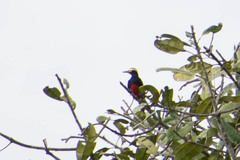 Melanerpes cruentatus