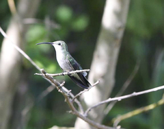Anthracothorax aurulentus