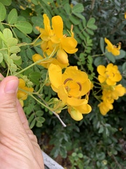 Senna pendula