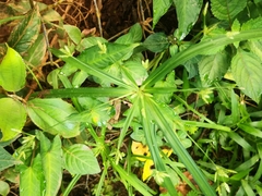 Cyperus albostriatus