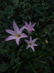 Zephyranthes carinata