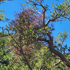 Psittacanthus sonorae