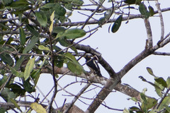 Melanerpes cruentatus