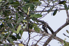 Melanerpes cruentatus