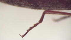 Paracrepidomenus filiformis