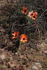 Sparaxis elegans