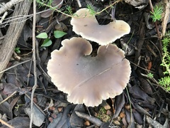 Hohenbuehelia petaloides