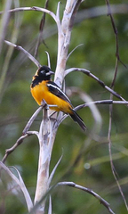 Icterus icterus