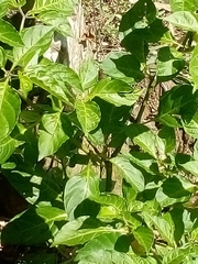 Capsicum chinense