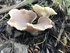 Hohenbuehelia petaloides