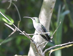 Anthracothorax aurulentus