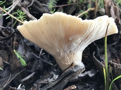 Hohenbuehelia petaloides