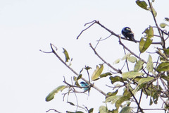 Dacnis lineata
