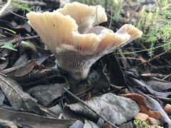 Hohenbuehelia petaloides