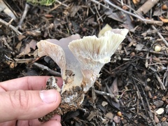 Hohenbuehelia petaloides