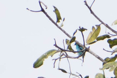 Dacnis lineata