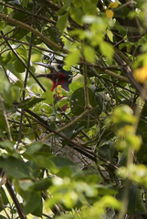 Melanerpes portoricensis