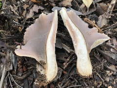 Hohenbuehelia petaloides