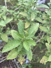 Stachytarpheta jamaicensis