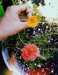 Portulaca