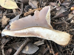 Hohenbuehelia petaloides