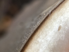 Hohenbuehelia petaloides