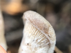 Hohenbuehelia petaloides