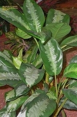 Aglaonema commutatum