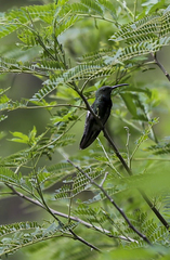 Eulampis holosericeus