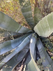 Agave marmorata