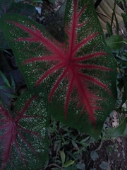 Caladium