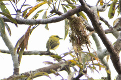 Todirostrum chrysocrotaphum