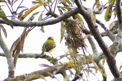 Todirostrum chrysocrotaphum