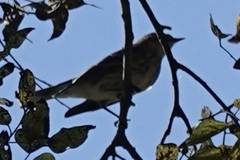 Setophaga coronata