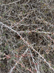 Berberis empetrifolia