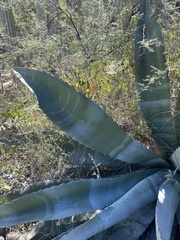 Agave marmorata
