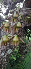 Catasetum maculatum image