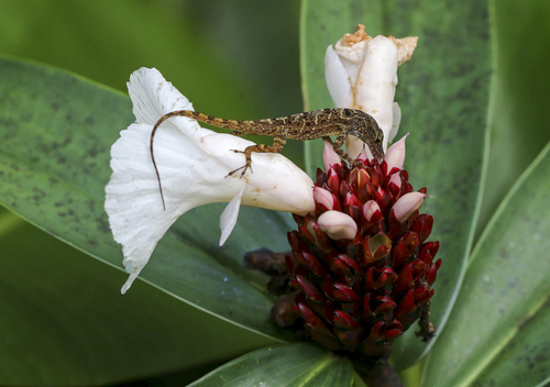 Banded Anole (Anolis stratulus)