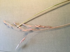 Bromus sitchensis aleutensis
