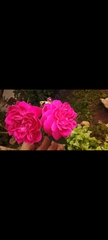 Rosa