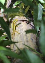Anolis krugi