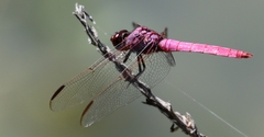 Orthemis ferruginea